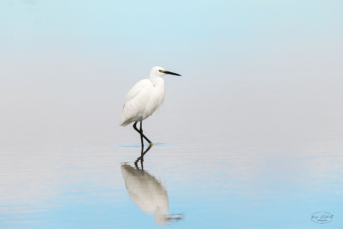 Reflet d'aigrette 