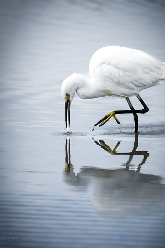 Pêche 